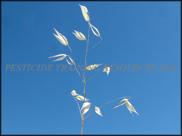 Dried Inflorescense