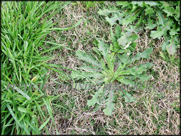 Plant in Turf