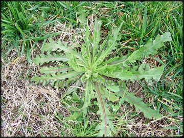 Plant in Turf