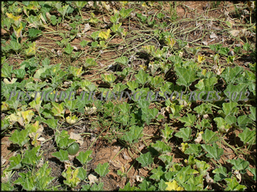 Melon Loco Apodanthera Undulata www ptrpest com