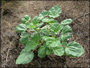 Plant