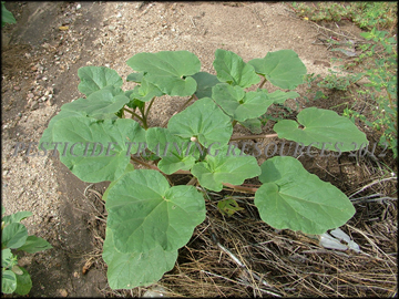 Plants