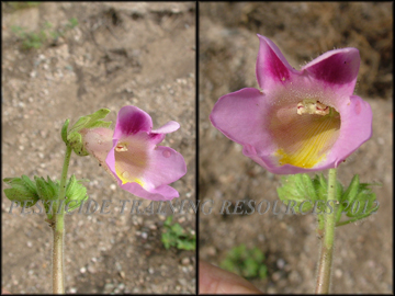 Fower Plant