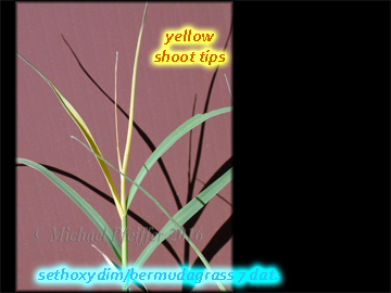 Sethoxydim bermudagrass