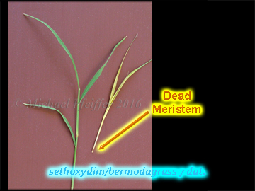 Sethoxydim bermudagrass