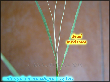 Sethoxydim bermudagrass
