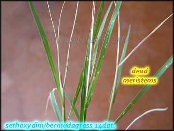 Sethoxydim bermudagrass