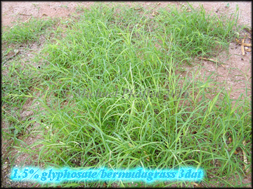 Glyphosate bermudagrass