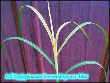Glyphosate bermudagrass