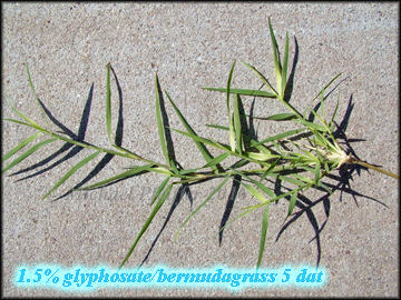 Glyphosate bermudagras