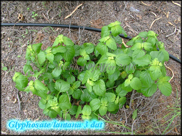 Glyphosate lantana