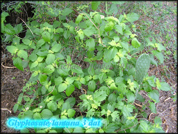 Glyphosate lantana