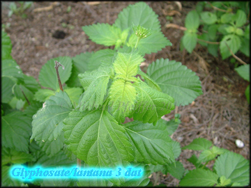 Glyphosate lantana