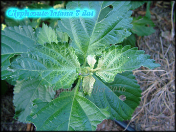 Glyphosate lantana
