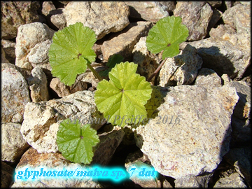 Glyphosate malva
