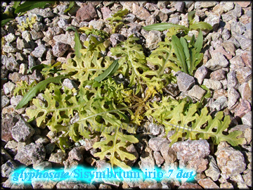 Glyphosate London Rocket