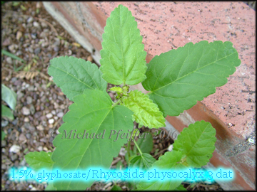 Glyphosate Buffpetal