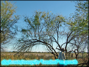 Glyphosate Mesquite