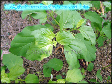 Glyphosate spiderling