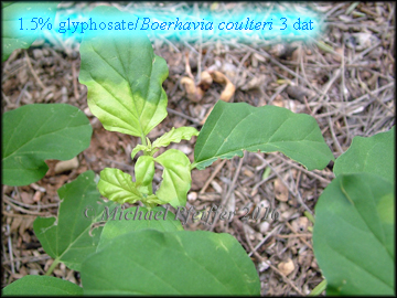 Glyphosate spiderling