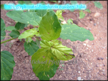 Glyphosate spiderling