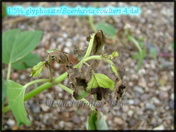 Glyphosate spiderling