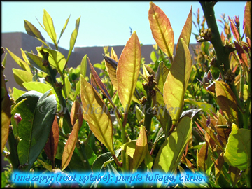 imazapyr - Nerium oleander