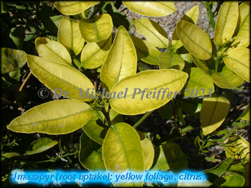 imazapyr - Nerium oleander