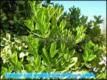 imazapyr - Nerium oleander