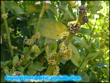 imazapyr - Nerium oleander