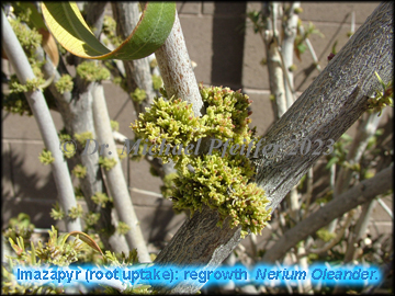 imazapyr - Nerium oleander