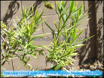 imazapyr - Nerium oleander