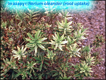 imazapyr - Nerium oleander