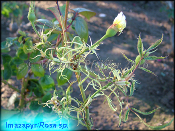 imazapyr - Rosa sp