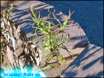 Imazapyr - Rosa sp.
