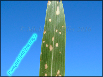 Sethoxydim bermudagrass