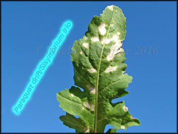 Sethoxydim bermudagrass