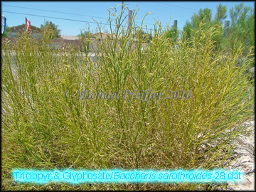 Triclopyr & Glyphosate-Baccharis