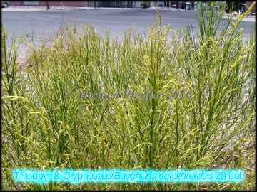 Triclopyr & Glyphosate-Baccharis