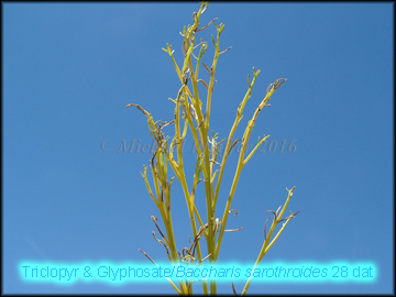 Glyphosate spiderling