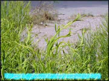 Triclopyr & Glyphosate-Baccharis