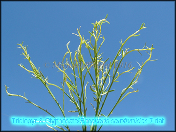 Triclopyr & Glyphosate-Baccharis