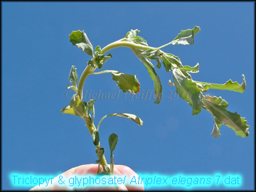 Triclopyr & Glyphosate-Saltbush