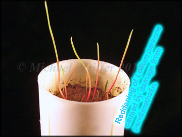 Pendimethalin - Ryegrass