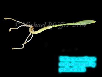 Pendimethalin - Wheat