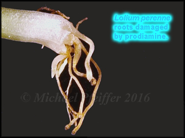 Prodiamine - Ryegrass.