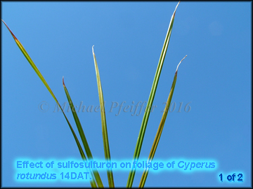 Sulfosulfuron on Purple Nutsedge