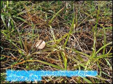 Sulfosulfuron on Purple Nutsedge
