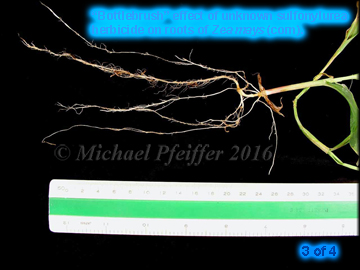 Unknown Sulfonylurea - Bottlebrush Look of Roots