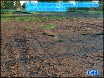 Unknown Sulfonylurea- Effect on bermudagrass